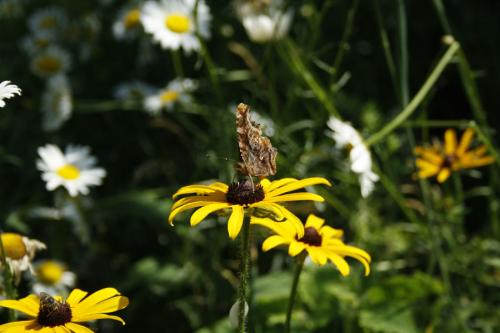 Rudbeckia hirta, Black-Eyed-Susan 