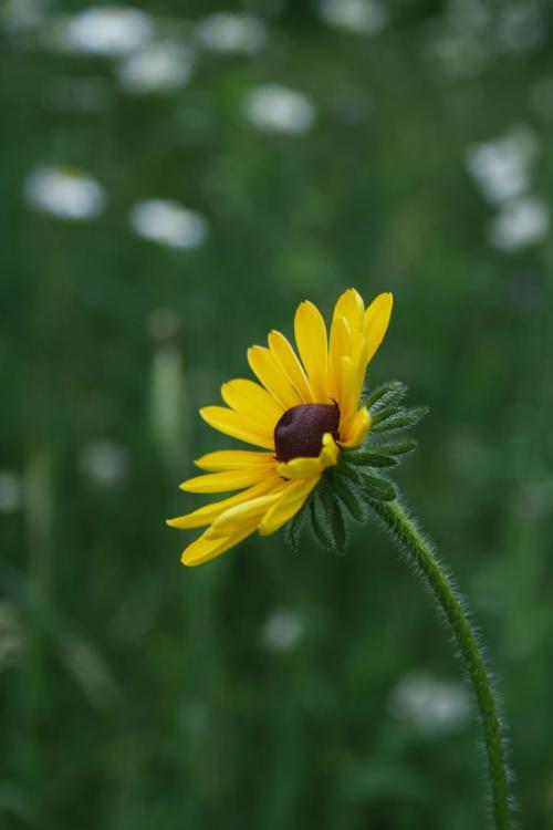 Rudbeckia hirta, Black-Eyed-Susan 