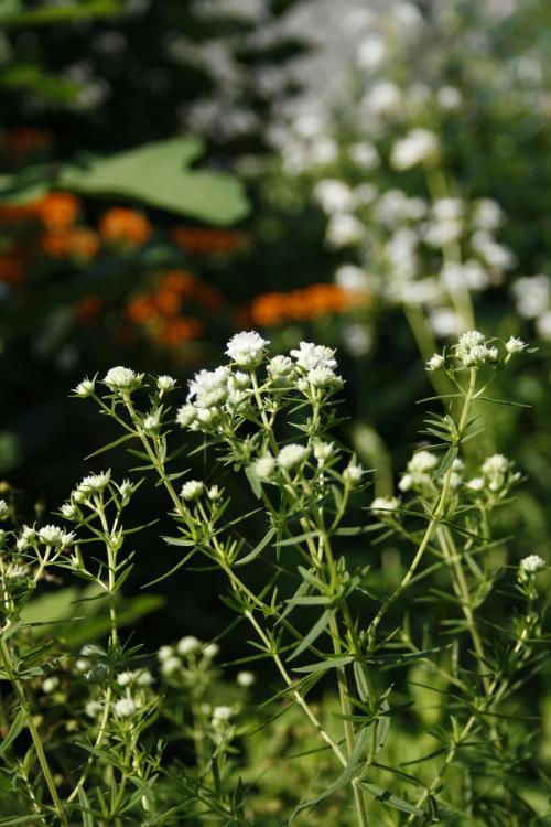 Pycnanthemum virginianum, Virginia Mountain Mint