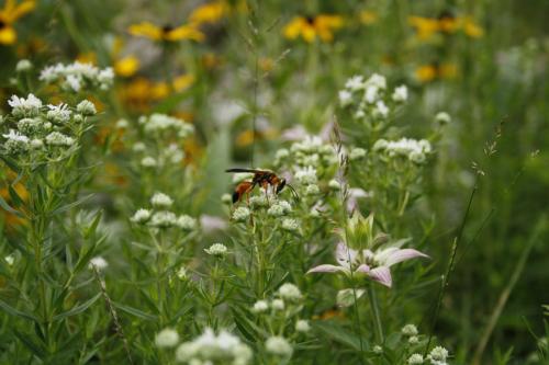 Pycnanthemum virginianum, Virginia Mountain Mint