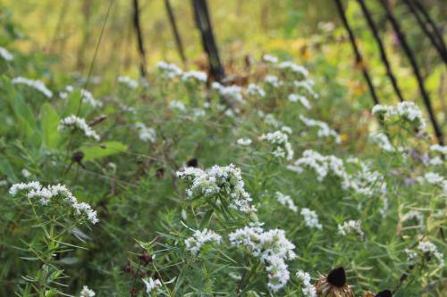 Pycnanthemum virginianum, Virginia Mountain Mint