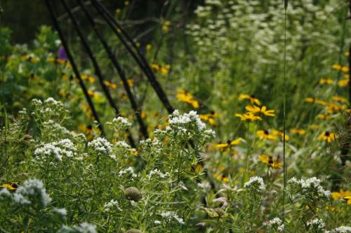 Pycnanthemum virginianum, Virginia Mountain Mint
