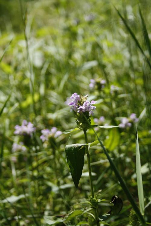 Prunella vulgaris var. lanceolata, Lance-Leaved Self-Heal