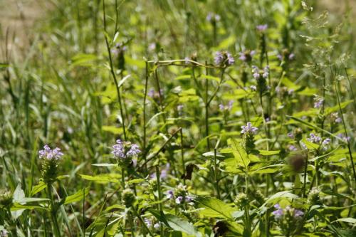 Prunella vulgaris var. lanceolata, Lance-Leaved Self-Heal