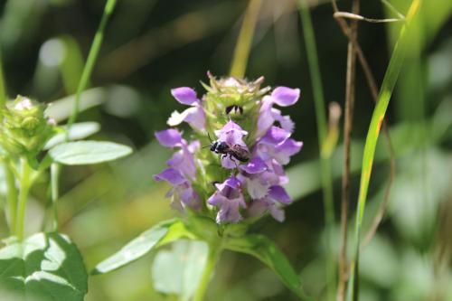 Prunella vulgaris var. lanceolata, Lance-Leaved Self-Heal