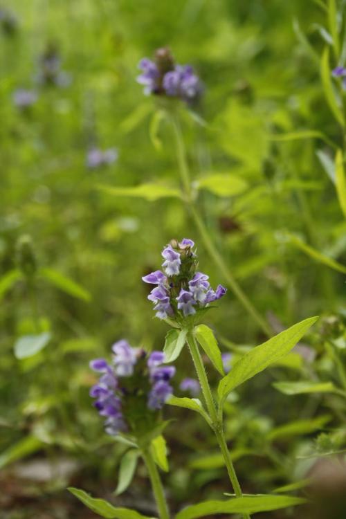 Prunella vulgaris var. lanceolata, Lance-Leaved Self-Heal