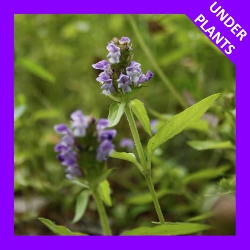Prunella vulgaris var. lanceolata, Lance-Leaved Self-Heal