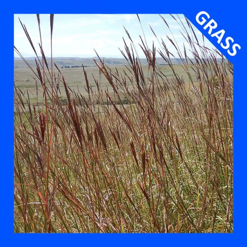 Andropogon gerardii, Big Bluestem