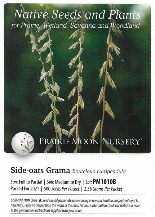 Bouteloua curtipendula, Side-Oats Grama
