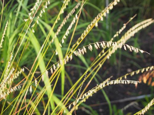 Bouteloua curtipendula, Side-Oats Grama