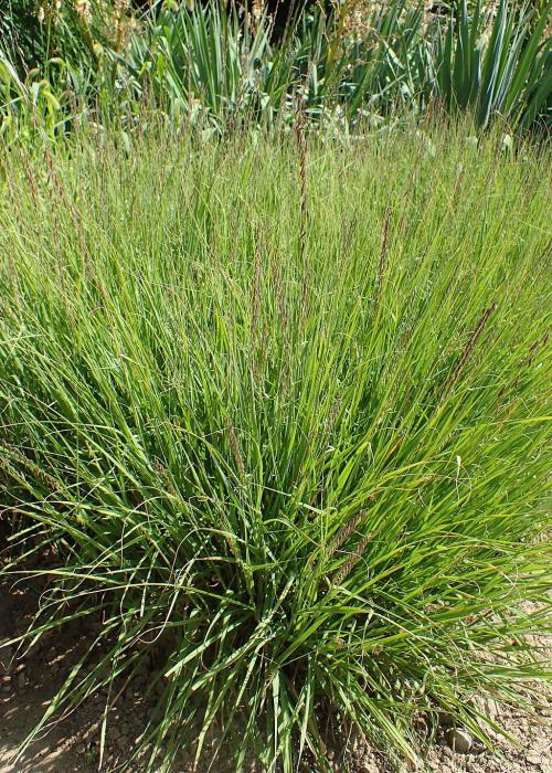 Bouteloua curtipendula, Side-Oats Grama