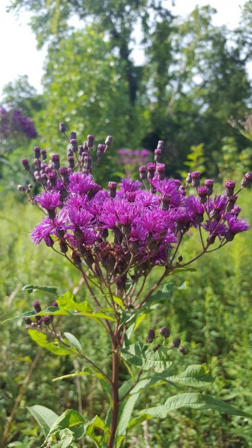 Vernonia gigantea, Tall Ironweed