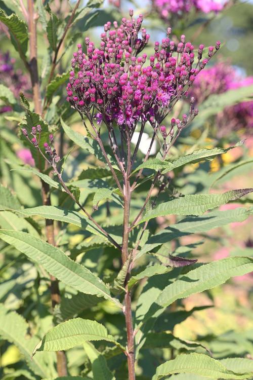 Vernonia gigantea, Tall Ironweed