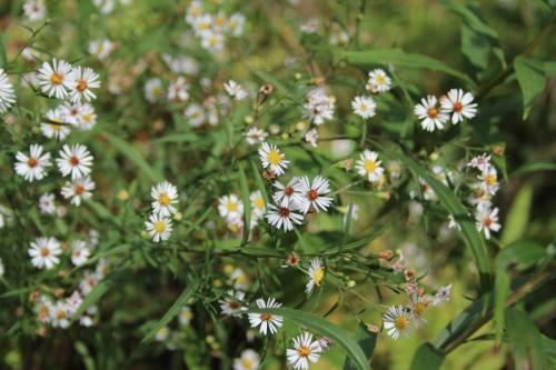 Symphyotrichum lanceolatum, Panicled Aster