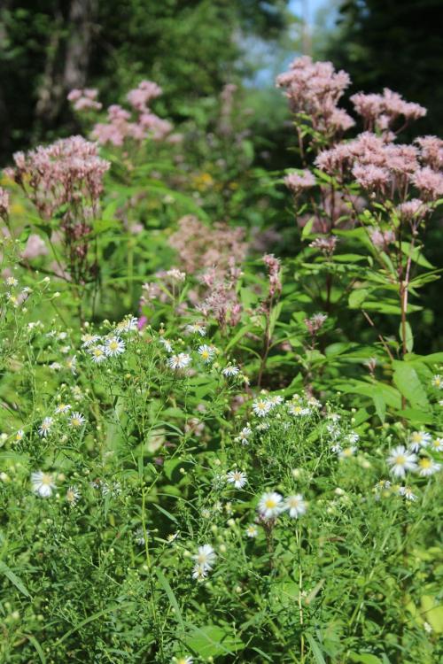 Symphyotrichum lanceolatum, Panicled Aster 