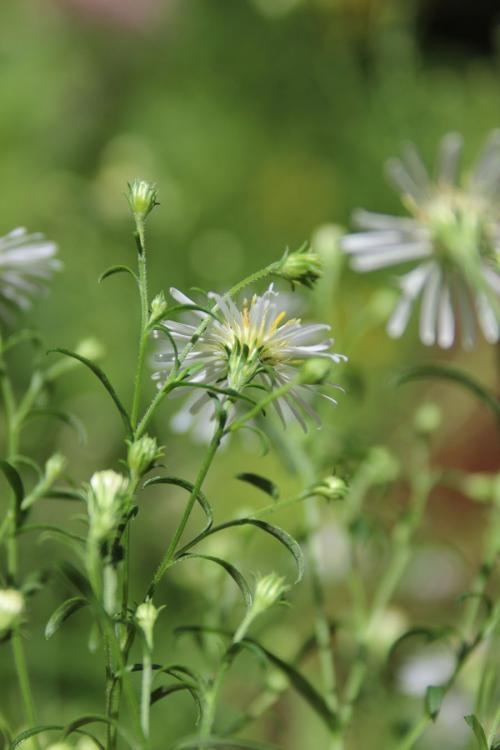 Symphyotrichum lanceolatum, Panicled Aster 