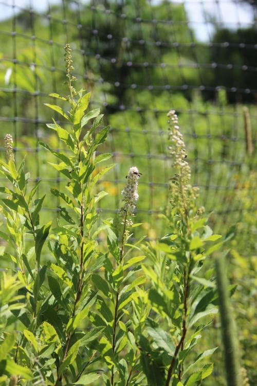 Spiraea alba, White Meadowsweet