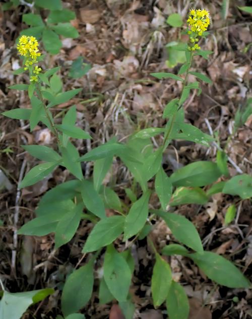Solidago squarrosa, Stout Goldenrod