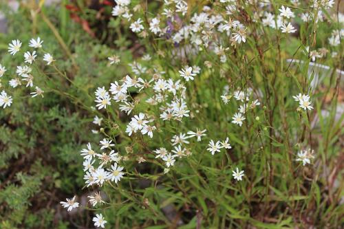 Solidago ptarmicoides, Upland White Goldenrod 