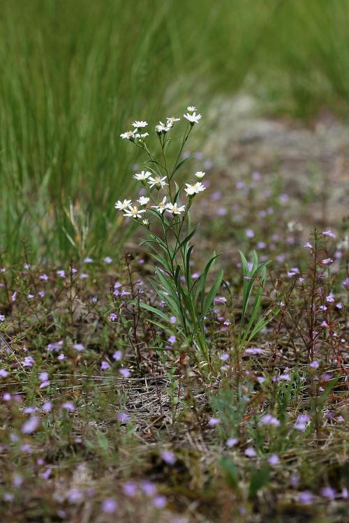Solidago ptarmicoides, Upland White Goldenrod 
