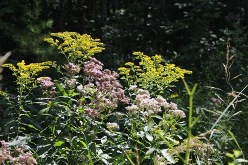 Solidago gigantea, Giant Goldenrod 