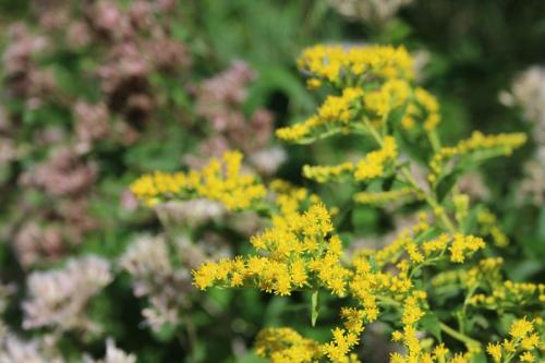 Solidago gigantea, Giant Goldenrod 