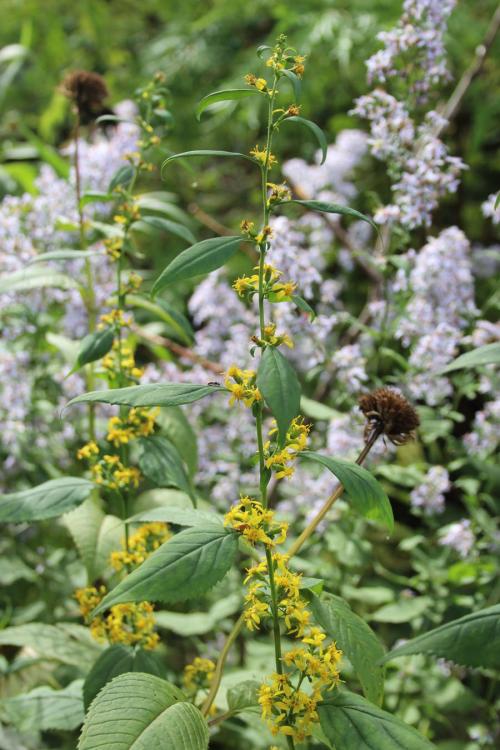 Solidago flexicaulis, Zigzag goldenrod