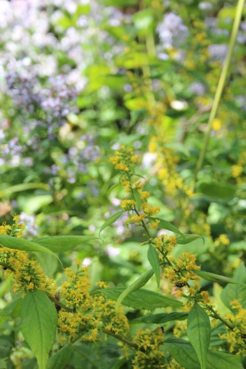 Solidago flexicaulis, Zigzag goldenrod