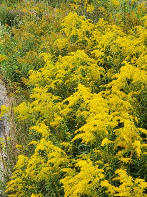 Solidago altissima, Late or Tall Goldenrod