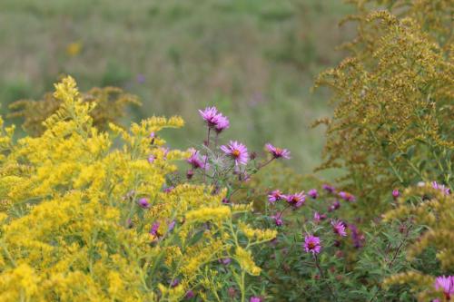 Solidago altissima, Late or Tall Goldenrod