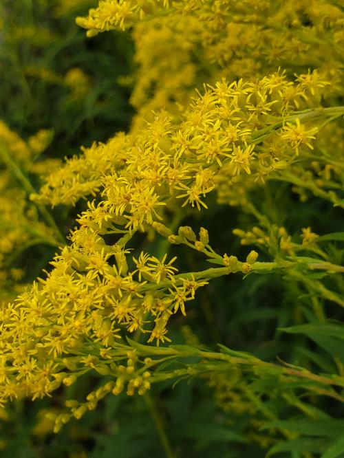 Solidago altissima, Late or Tall Goldenrod
