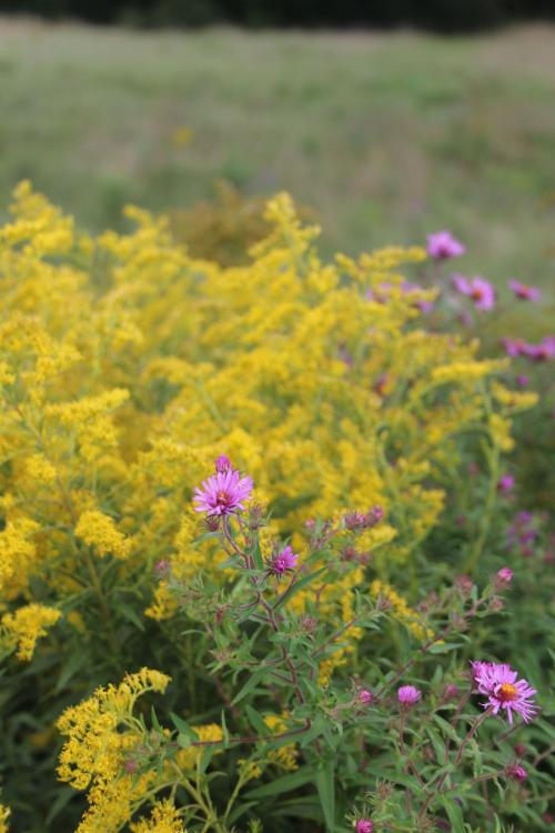 Solidago altissima, Late or Tall Goldenrod