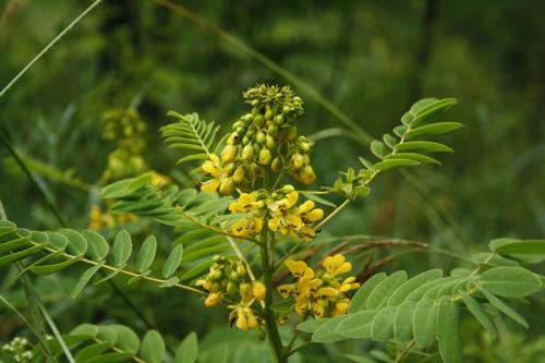 Senna hebecarpa, Wild Senna