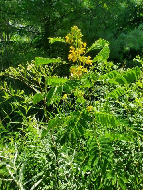 Senna hebecarpa, Wild Senna