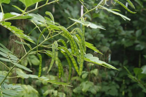 Senna hebecarpa, Wild Senna