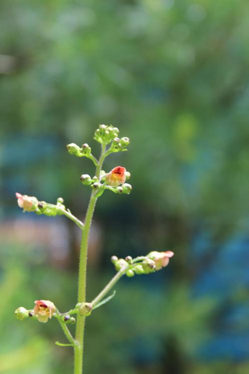 Scrophularia marilandica, Carpenter&#039;s Figwort