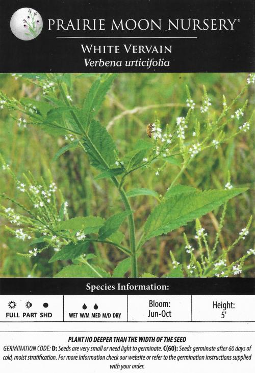 Verbena urticifolia, White Vervain