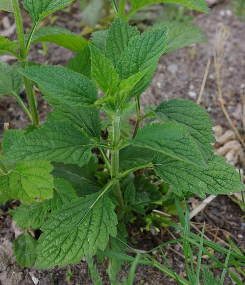 Verbena urticifolia, White Vervain
