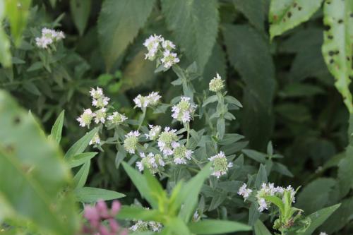 Pycnanthemum verticillatum, Hairy Mountain-Mint