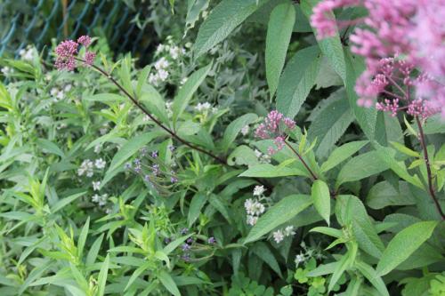 Pycnanthemum verticillatum, Hairy Mountain-Mint