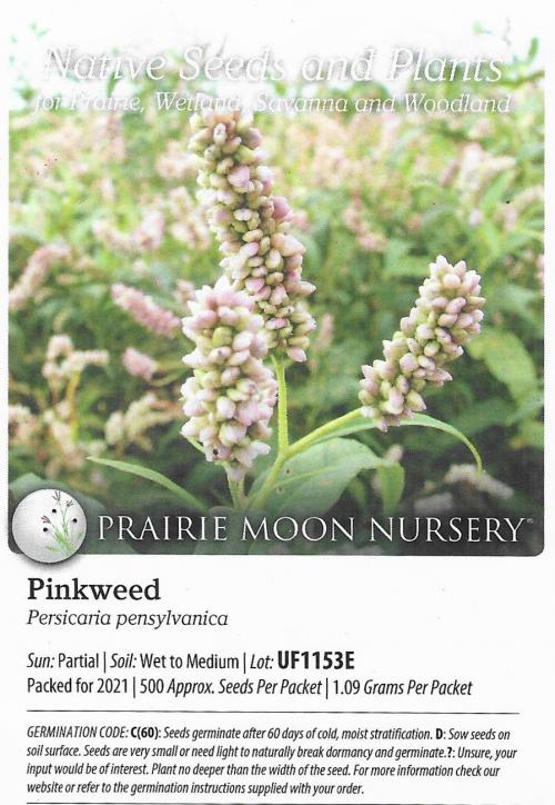 Persicaria pensylvanica, Pennsylvania Smartweed