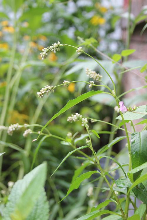 Persicaria pensylvanica, Pennsylvania Smartweed