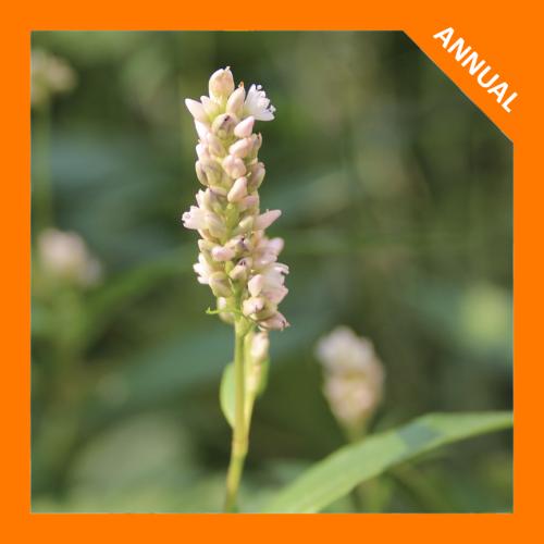Persicaria pensylvanica, Pennsylvania Smartweed