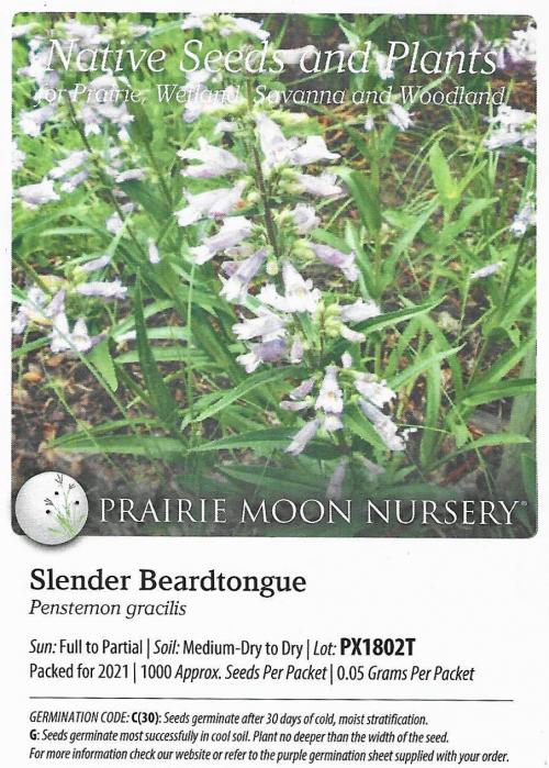 Penstemon gracilis, Slender Beardtongue