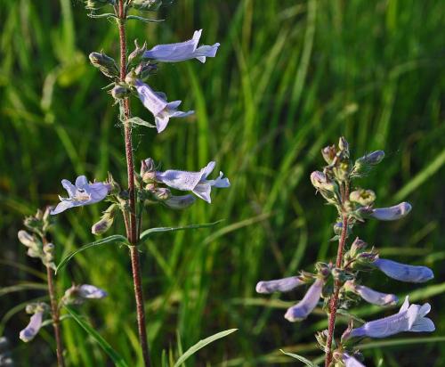 Penstemon gracilis, Slender Beardtongue