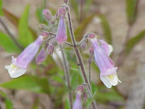 Penstemon gracilis, Slender Beardtongue