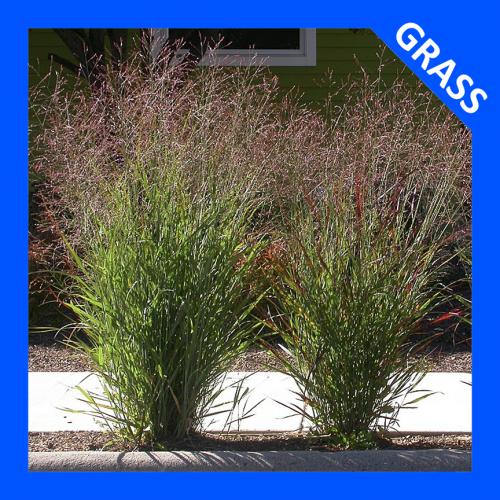 Panicum virgatum, Switch Grass  