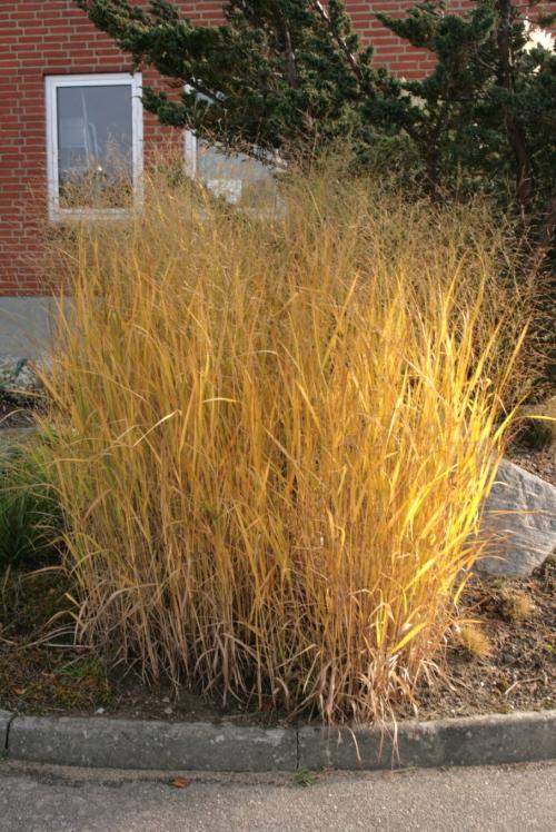 Panicum virgatum, Switch Grass  