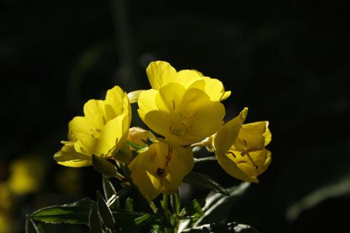 Oenothera fruticosa, Narrow-Leaved Evening-Primrose 