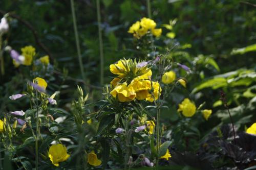Oenothera fruticosa, Narrow-Leaved Evening-Primrose 